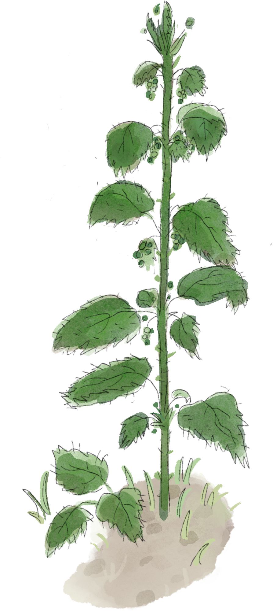 Die Brennnessel